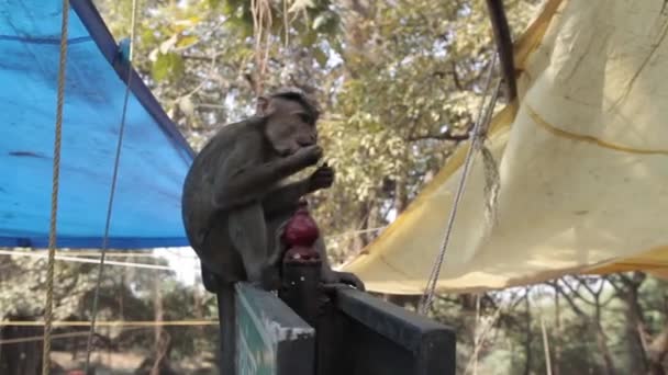 Mono indio en el suelo — Vídeos de Stock