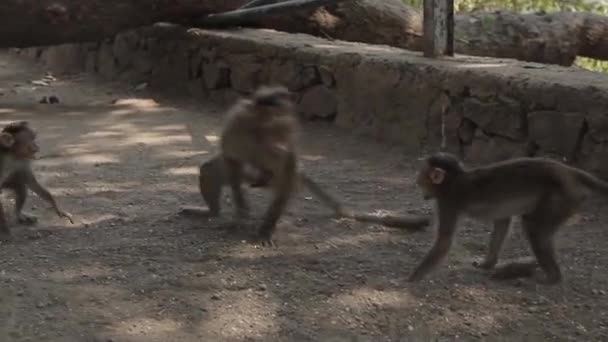 Indianen aap op de grond — Stockvideo