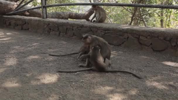 Indianen aap op de grond — Stockvideo
