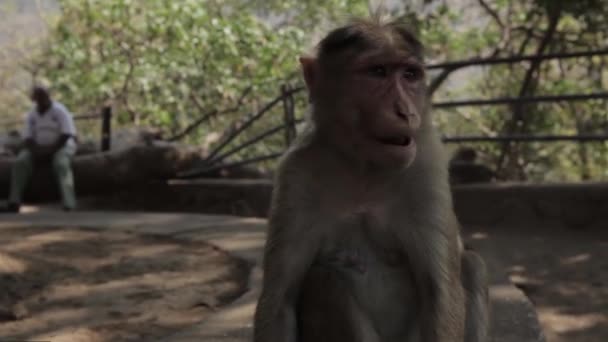 Singe indien sur le terrain — Video