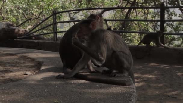 Indianen aap op de grond — Stockvideo