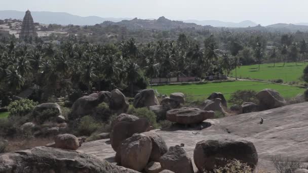 Indianen aap op de grond — Stockvideo