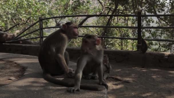 Індіанці Мавпа на землі — стокове відео