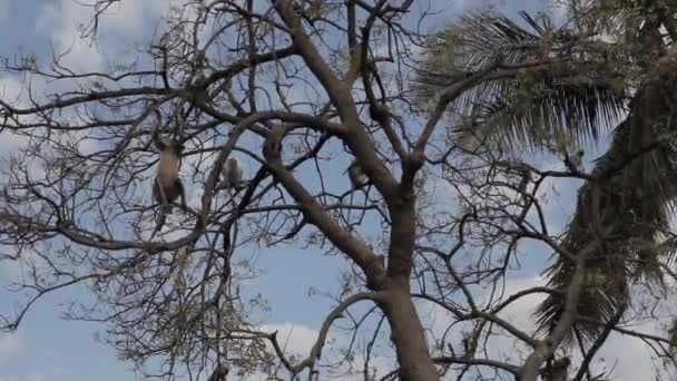 Индийская обезьяна на дереве — стоковое видео