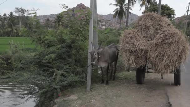 Wash the cow — Stock video