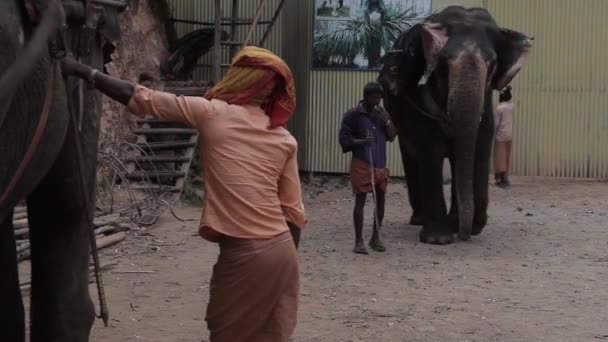 Indians elephants — Stock Video