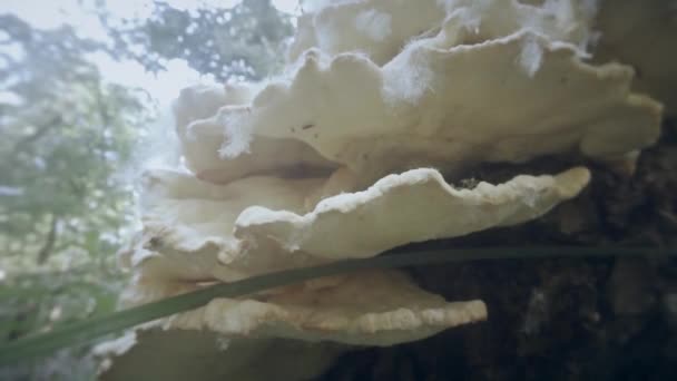 Fermer les champignons poussent sur les troncs d'arbres des grappes en été et en hiver — Video