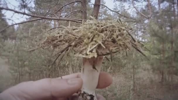 Cueille à la main les champignons graisseurs fourrés d'herbe sèche fermer les champignons poussent sur les troncs d'arbres grappes en été et en hiver — Video