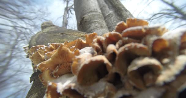 Закрыть грибы растут на стволах деревьев сгустки летом и зимой — стоковое видео