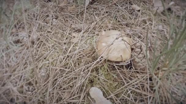 Cueille à la main les champignons graisseurs fourrés d'herbe sèche fermer les champignons poussent sur les troncs d'arbres grappes en été et en hiver — Video