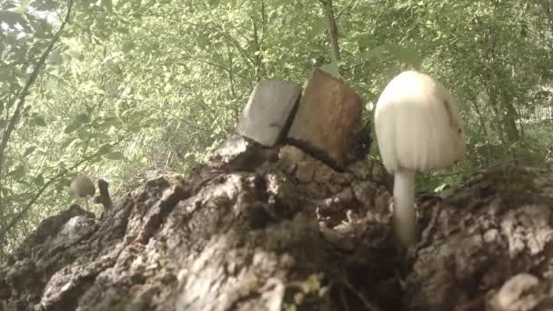 Close up  mushrooms grow on tree trunks bunches in summer and winter — 图库视频影像