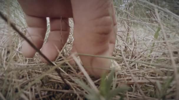 Ręka zrywa grzyby tłuszcze zarośla suchej trawy zbliżenie grzyby rosną na pniach drzew w lecie i zimie — Wideo stockowe