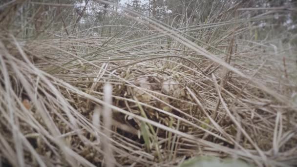 Hand plukt de paddenstoel vetplanten struiken van droog gras close-up paddenstoelen groeien op boomstammen trossen in de zomer en winter — Stockvideo