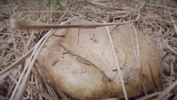 Рука плутає гриби з решітками зарості сухої трави крупним планом гриби ростуть на пучках дерев влітку і взимку — стокове відео
