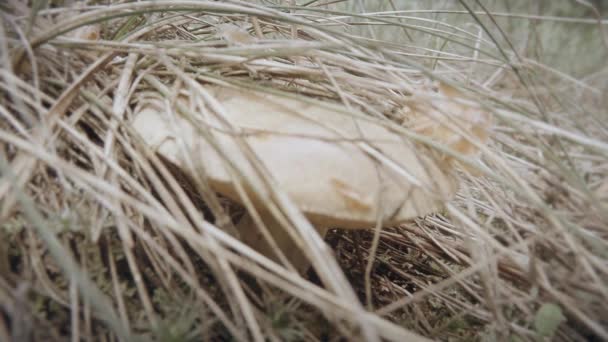 Hand plockar svamp smörjmedel snår av torrt gräs närbild svamp växer på träd stammar klasar på sommaren och vintern — Stockvideo