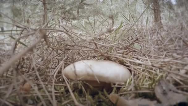 La mano strappa i grassi di fungo boscaglie d'erba secca vicino a funghi crescono su mazzi di tronchi d'albero in estate e inverno — Video Stock