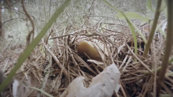 La mano arranca los grasos de setas los matorrales de la hierba seca cierran las setas crecen en los troncos de los árboles los racimos en verano y el invierno — Vídeo de stock