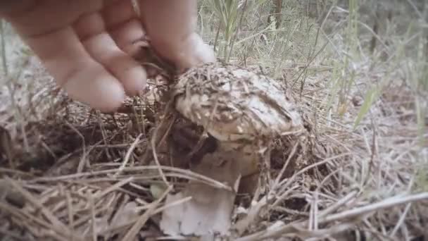 La mano strappa i grassi di fungo boscaglie d'erba secca vicino a funghi crescono su mazzi di tronchi d'albero in estate e inverno — Video Stock