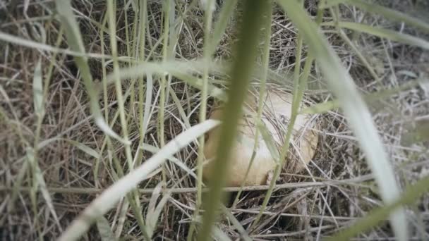 Cueille à la main les champignons graisseurs fourrés d'herbe sèche fermer les champignons poussent sur les troncs d'arbres grappes en été et en hiver — Video