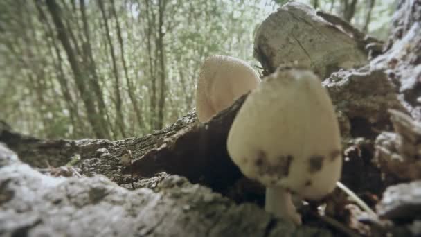 Close up  mushrooms grow on tree trunks bunches in summer and winter — Αρχείο Βίντεο