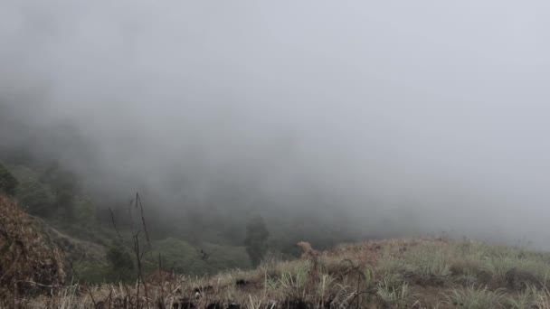 Paisagens em Munnar, Kerala, Índia — Vídeo de Stock