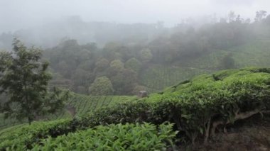 Munnar, Kerala, Hindistan 'daki çay tarlaları.