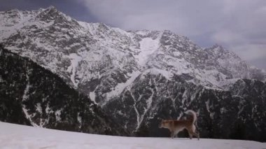 Dağ manzaraları Dharamsala, Himachal Pradesh, Hindistan
