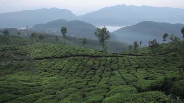 Piantagioni di tè a Munnar, Kerala, India — Video Stock