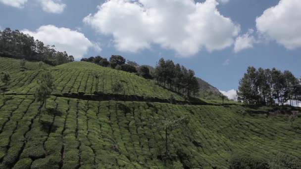 Munnar, Kerala, Hindistan 'daki çay tarlaları. — Stok video