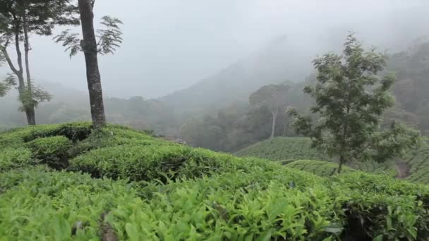 Teplantager i Munnar, Kerala, Indien — Stockvideo