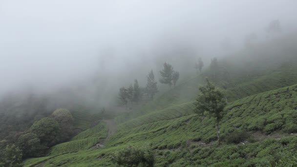 Čajové plantáže v Munnar, Kerala, Indie — Stock video