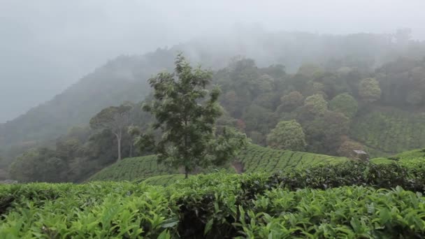 Theeplantages in Puntarenas, Kerala, India — Stockvideo