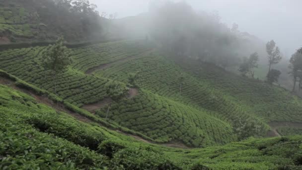 Theeplantages in Puntarenas, Kerala, India — Stockvideo