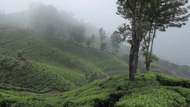 Teplantager i Munnar, Kerala, Indien — Stockvideo