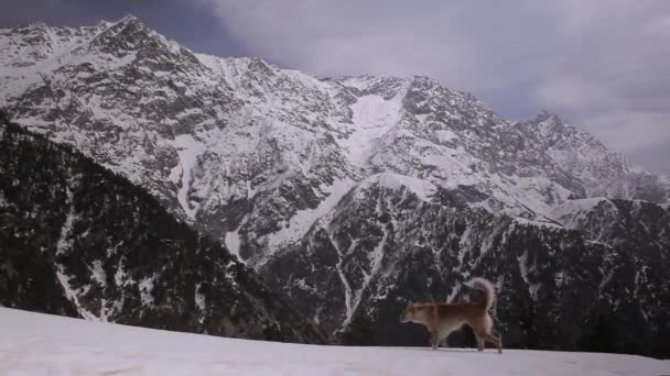 Berglandschappen in Dharamsala, Himachal Pradesh, India — Stockvideo