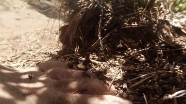 ants crawling on the bare human foot leg anthill, macro