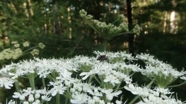 Beyaz bir çiçeğin üzerindeki bıyıklı böcek kamerayı gördü ve uzaklaştı.