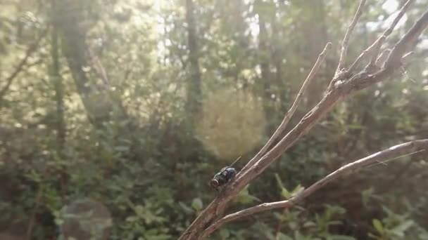 Fliegen auf einem Zweig auf einem Hintergrund von grünem Wald, Nahaufnahme — Stockvideo