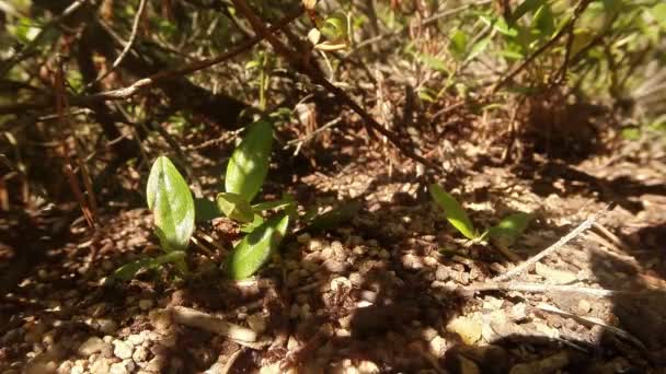 Formigas rastejando na superfície da formiga marrom, sontse brilhante e folhas, macro — Vídeo de Stock