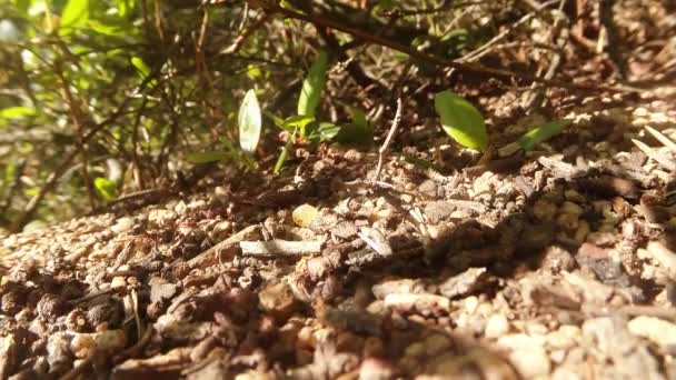 Fourmis rampant à la surface de la fourmi brune, sontse lumineux et feuilles, macro — Video