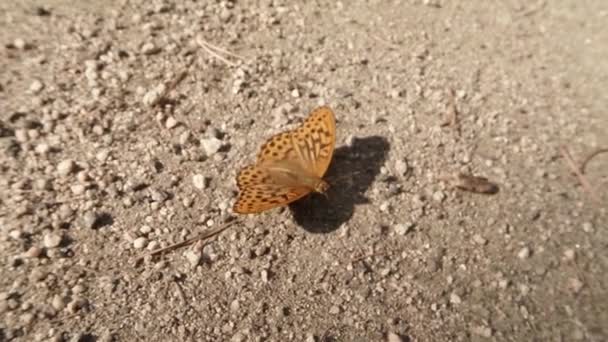 艳阳高照下，石质地面上的橙色斑蝶 — 图库视频影像