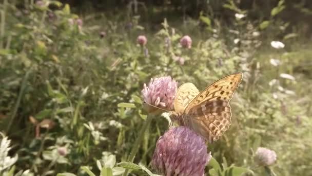 Mariposa bebiendo el néctar del trébol rosa en el bosque de verano, de cerca — Vídeos de Stock