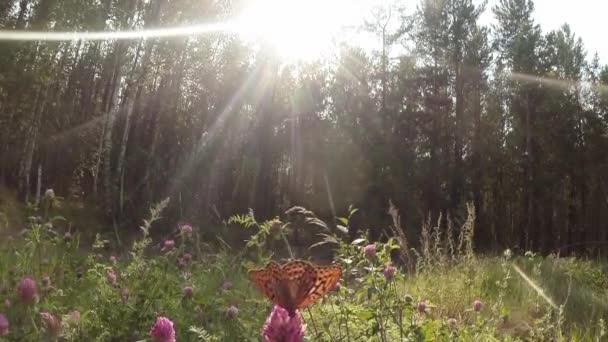숲 속의 태양 아래서 분홍색 연꽃 화밀을 마시고 있는 나비 — 비디오
