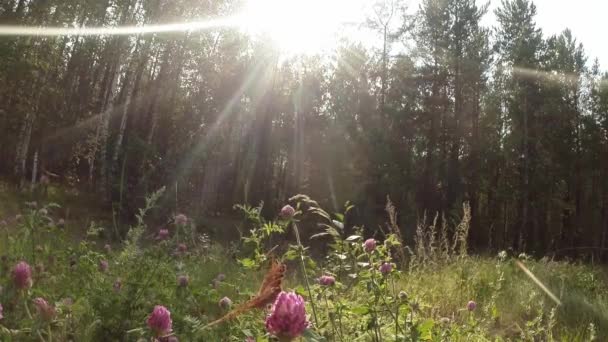 Pillangó egy rózsaszín lóhere nektár ital a napon az erdőben — Stock videók