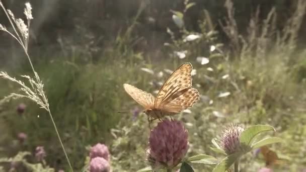 Pembe yonca nektarının üzerindeki kelebek ormanda güneşte içecek. — Stok video