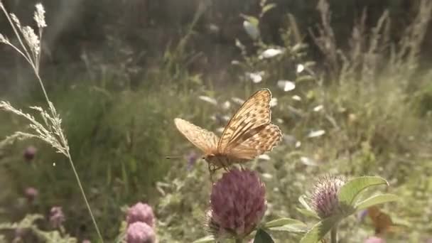 Borboleta em uma bebida de néctar de trevo rosa ao sol na floresta — Vídeo de Stock