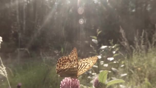 Spotty καφέ πεταλούδα στον ήλιο σε ένα ροζ τριφύλλι στο δάσος close-up — Αρχείο Βίντεο
