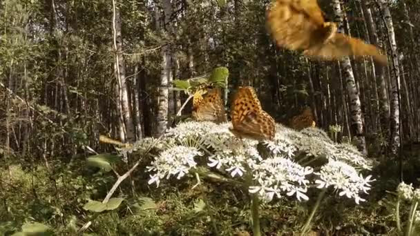 Kevés foltos barna pillangó egy hatalmas fehér virágon az erdőben — Stock videók