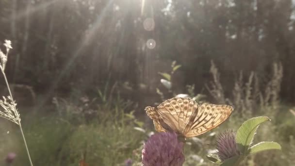 Manchado mariposa marrón en el sol en un trébol rosa en el bosque de cerca — Vídeos de Stock