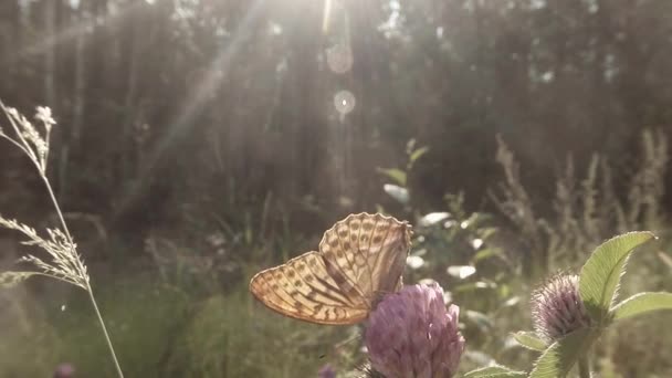 Papillon brun tacheté au soleil sur un trèfle rose dans les bois gros plan — Video